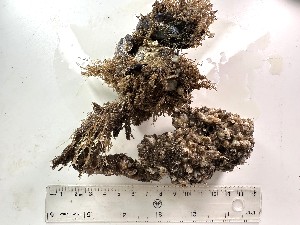  ( - Quoddy 141)  @11 [ ] CreativeCommons - Attribution Share-Alike (2025) Unspecified Huntsman Marine Science Centre