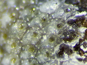 (Hippoporidridae - HMSC174_00999)  @11 [ ] by-nc-sa  Unspecified Huntsman Marine Science Centre