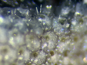  ( - HMSC174_00999)  @11 [ ] by-nc-sa  Unspecified Huntsman Marine Science Centre