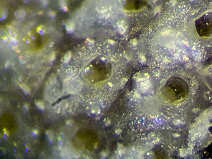  ( - HMSC174_00999)  @11 [ ] by-nc-sa  Unspecified Huntsman Marine Science Centre