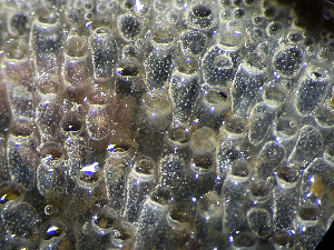  ( - HMSC174_01067)  @11 [ ] by-nc-sa  Unspecified Huntsman Marine Science Centre