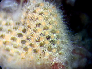  ( - HMSC174_01068)  @11 [ ] by-nc-sa  Unspecified Huntsman Marine Science Centre