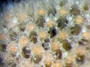  ( - HMSC174_01068)  @11 [ ] by-nc-sa  Unspecified Huntsman Marine Science Centre
