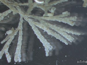  ( - HMSC174_01075)  @11 [ ] CreativeCommons - Attribution Share-Alike (2025) Unspecified Huntsman Marine Science Centre