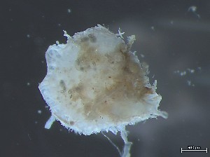  ( - HMSC174_01081)  @11 [ ] CreativeCommons - Attribution Share-Alike (2025) Unspecified Huntsman Marine Science Centre