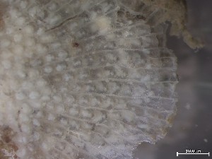  (Schizomavella porifera - HMSC174_01116)  @11 [ ] CreativeCommons - Attribution Share-Alike (2025) Unspecified Huntsman Marine Science Centre