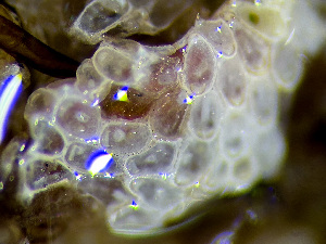  ( - HMSC174_01210)  @11 [ ] by-nc-sa  Unspecified Huntsman Marine Science Centre