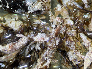  ( - HMSC174_01210)  @11 [ ] by-nc-sa  Unspecified Huntsman Marine Science Centre