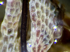  ( - HMSC174_01210)  @11 [ ] by-nc-sa  Unspecified Huntsman Marine Science Centre