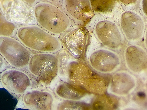  ( - HMSC174_01210)  @11 [ ] by-nc-sa  Unspecified Huntsman Marine Science Centre