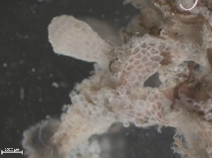  ( - HMSC174_01212)  @11 [ ] CreativeCommons - Attribution Share-Alike (2025) Unspecified Huntsman Marine Science Centre