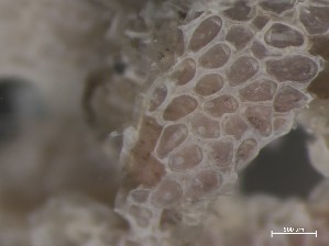  ( - HMSC174_01212)  @11 [ ] CreativeCommons - Attribution Share-Alike (2025) Unspecified Huntsman Marine Science Centre