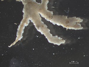  ( - HMSC174_01316)  @11 [ ] CreativeCommons - Attribution Share-Alike (2025) Unspecified Huntsman Marine Science Centre