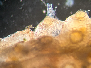  (Cryptosula pallasiana - HMSC174-01629)  @11 [ ] by-nc-sa  Unspecified Huntsman Marine Science Centre