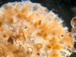  ( - HMSC174-01629)  @11 [ ] by-nc-sa  Unspecified Huntsman Marine Science Centre