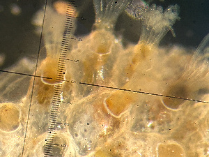  ( - HMSC174-01629)  @11 [ ] by-nc-sa  Unspecified Huntsman Marine Science Centre