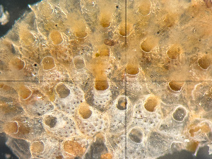  ( - HMSC174-01629)  @11 [ ] by-nc-sa  Unspecified Huntsman Marine Science Centre