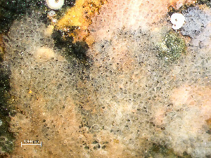  ( - HMSC174-01639C)  @11 [ ] CreativeCommons - Attribution Non-Commercial Share-Alike (2024) Unspecified Huntsman Marine Science Centre