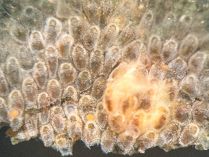  ( - HMSC174-01645)  @11 [ ] by-nc-sa  Unspecified Huntsman Marine Science Centre