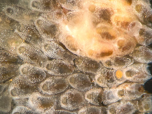  (Fenestrulinidae - HMSC174-01645)  @11 [ ] by-nc-sa  Unspecified Huntsman Marine Science Centre