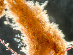  (Callopora - HMSC174-01653)  @11 [ ] by-nc-sa  Unspecified Huntsman Marine Science Centre