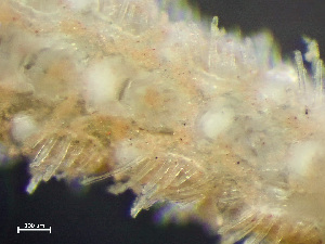  ( - HMSC174-01653)  @11 [ ] by-nc-sa  Unspecified Huntsman Marine Science Centre