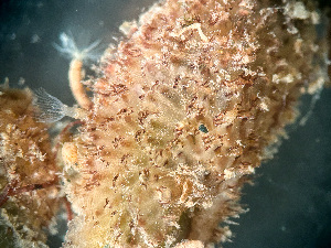  ( - HMSC174-01654)  @11 [ ] by-nc-sa  Unspecified Huntsman Marine Science Centre