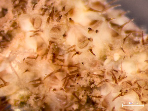  ( - HMSC174-01654)  @11 [ ] by-nc-sa  Unspecified Huntsman Marine Science Centre