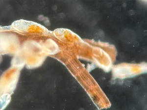  (Hippothoidae - HMSC174-01669)  @11 [ ] by-nc-sa  Unspecified Huntsman Marine Science Centre