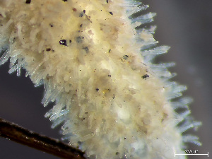  (Cauloramphus - HMSC174_02311)  @11 [ ] by-nc-sa  Unspecified Huntsman Marine Science Centre