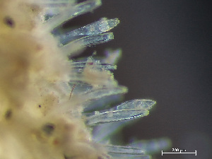  ( - HMSC174_02311)  @11 [ ] by-nc-sa  Unspecified Huntsman Marine Science Centre