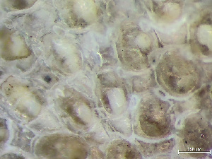  (Amphiblestrum - HMSC174_02312)  @11 [ ] by-nc-sa  Unspecified Huntsman Marine Science Centre