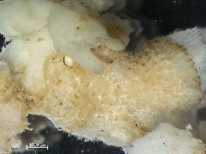  (Tegella - HMSC174_02313)  @11 [ ] by-nc-sa  Unspecified Huntsman Marine Science Centre