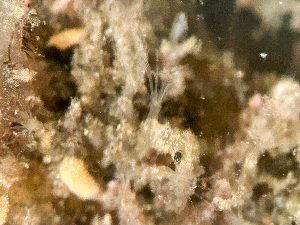  ( - HMSC174_03003)  @11 [ ] by-nc-sa  Unspecified Huntsman Marine Science Centre