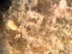  ( - HMSC174_03004)  @11 [ ] by-nc-sa  Unspecified Huntsman Marine Science Centre