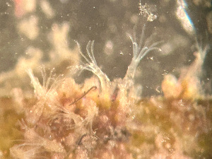  ( - HMSC174_03004)  @11 [ ] by-nc-sa  Unspecified Huntsman Marine Science Centre