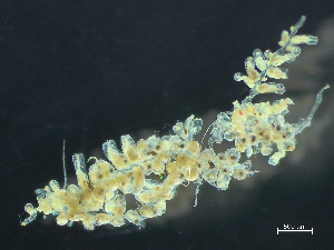  ( - HMSC174_03004)  @11 [ ] by-nc-sa  Unspecified Huntsman Marine Science Centre