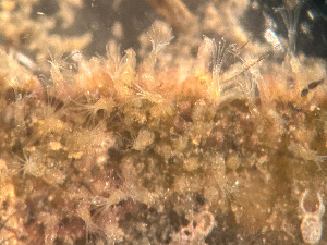  ( - HMSC174_03005)  @11 [ ] by-nc-sa  Unspecified Huntsman Marine Science Centre
