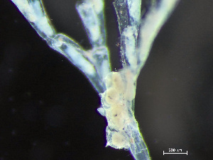  ( - HMSC174_03032)  @11 [ ] by-nc-sa  Unspecified Huntsman Marine Science Centre