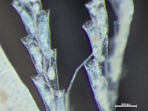  ( - HMSC174_03032)  @11 [ ] by-nc-sa  Unspecified Huntsman Marine Science Centre