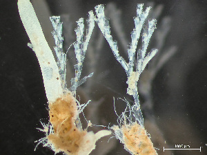  ( - HMSC174_03032)  @11 [ ] by-nc-sa  Unspecified Huntsman Marine Science Centre
