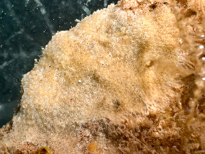  ( - HMSC174_03182)  @11 [ ] by-nc-sa  Unspecified Huntsman Marine Science Centre