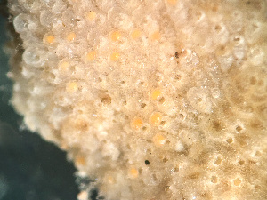  ( - HMSC174_03182)  @11 [ ] by-nc-sa  Unspecified Huntsman Marine Science Centre
