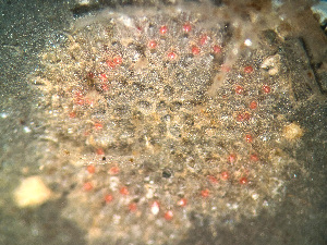  ( - HMSC174_03193)  @11 [ ] by-nc-sa  Unspecified Huntsman Marine Science Centre