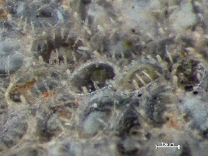  (Cauloramphus - HMSC174-03418)  @11 [ ] by-nc-sa  Unspecified Huntsman Marine Science Centre