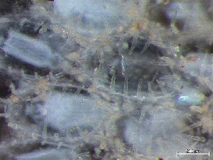  ( - HMSC174-03418)  @11 [ ] by-nc-sa  Unspecified Huntsman Marine Science Centre