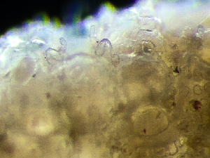  ( - HMSC174-03442)  @11 [ ] by-nc-sa  Unspecified Huntsman Marine Science Centre
