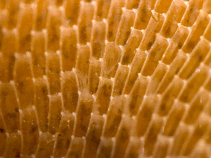  ( - HMSC174-03491)  @11 [ ] by-nc-sa  Unspecified Huntsman Marine Science Centre