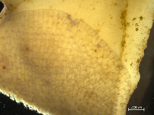  ( - HMSC174-03491)  @11 [ ] by-nc-sa  Unspecified Huntsman Marine Science Centre