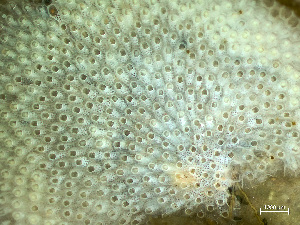  ( - HMSC174-03564)  @11 [ ] by-nc-sa  Unspecified Huntsman Marine Science Centre